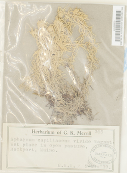 Sphagnum rubellum var. viride image