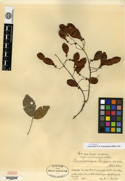 Lonchocarpus longipes image