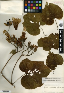 Image of Ipomoea ampullacea