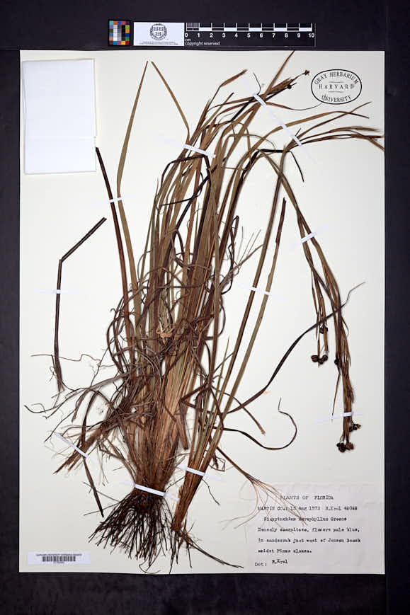 Sisyrinchium xerophyllum image