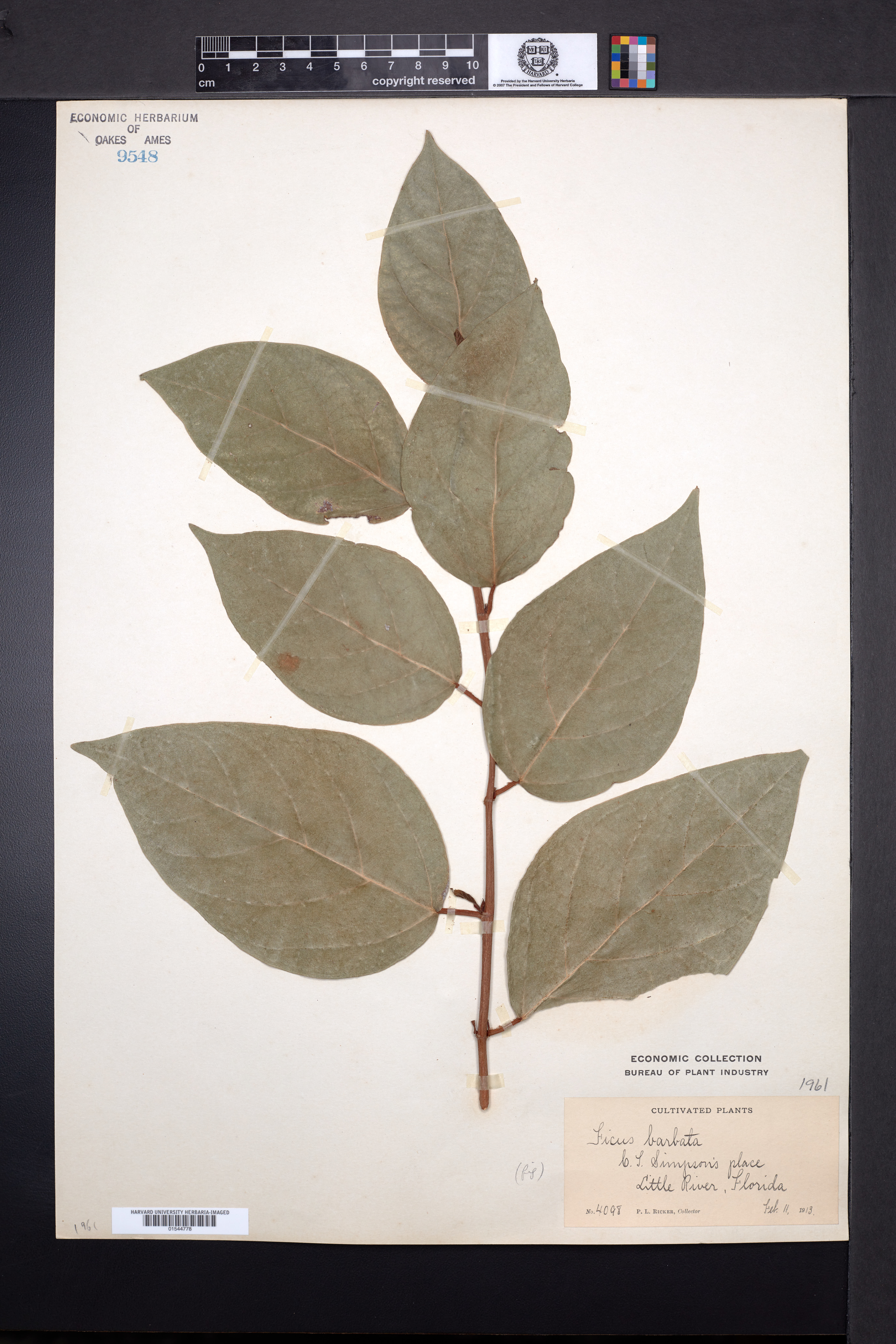 Image of Ficus barbata