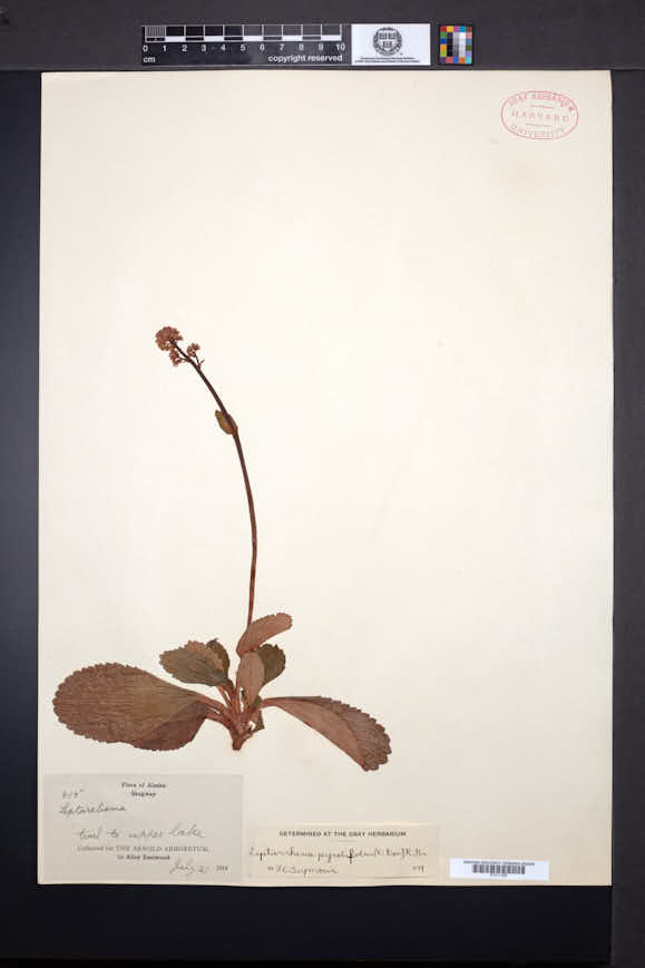 Leptarrhena pyrolifolia image