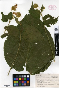 Image of Abutilon jaliscanum