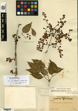 Image of Platymiscium yucatanum