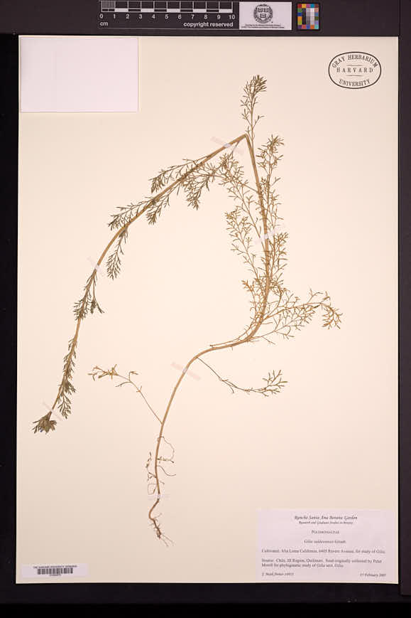 Gilia valdiviensis image