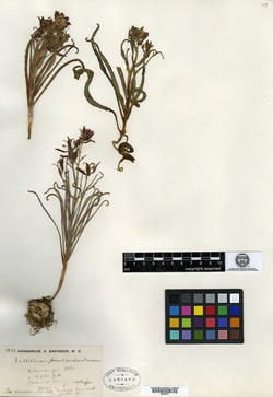 Fritillaria pinetorum image