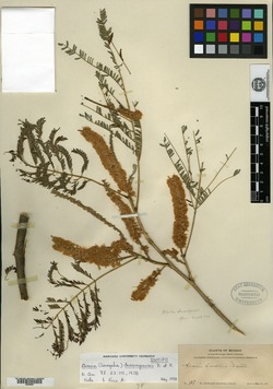 Acacia coulteri var. durangensis image