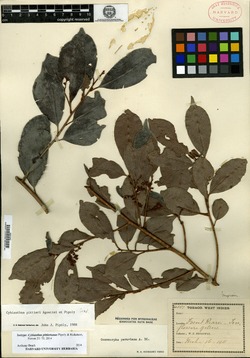 Image of Cybianthus pittierianus