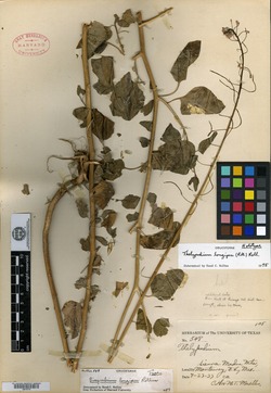 Thelypodium longipes image