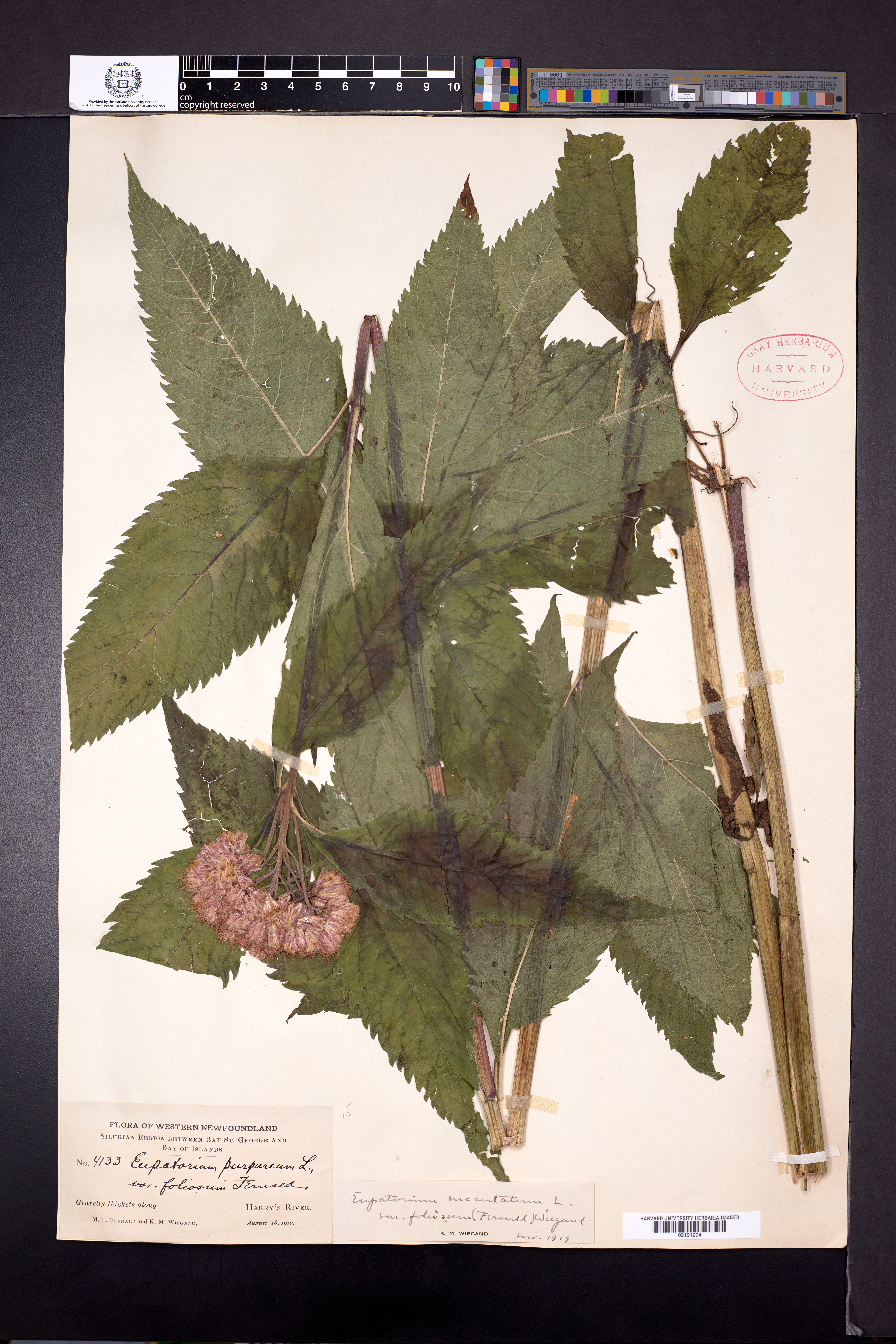 Eutrochium maculatum var. foliosum image