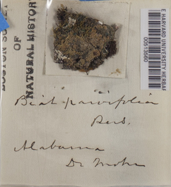 Phyllopsora parvifolia image