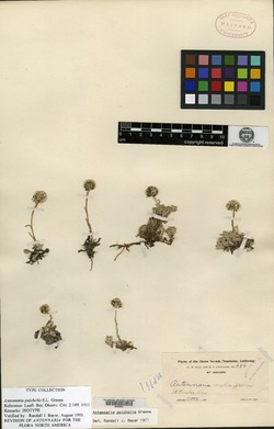 Image of Antennaria pulchella