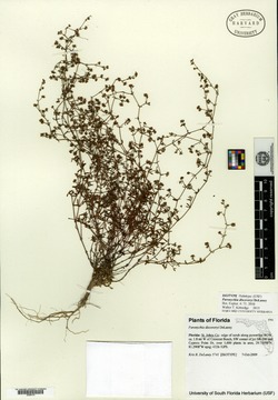 Image of Paronychia discoveryi