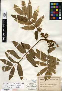 Brunellia comocladifolia image