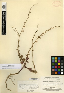 Image of Streptanthus brachiatus