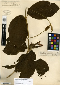 Image of Prestonia speciosa