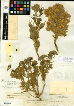 Image of Nama stenophylla