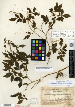 Solanum tacanense image