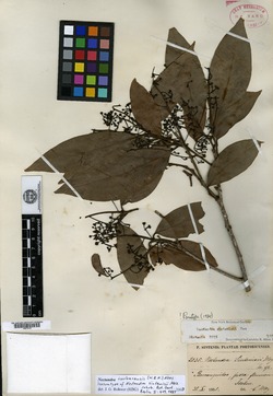 Nectandra sintenisii image