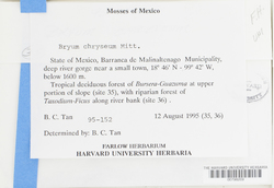 Bryum chryseum image