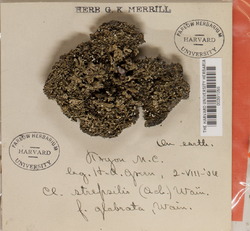Cladonia strepsilis image