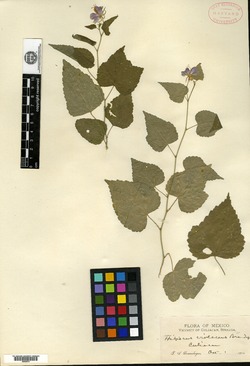 Hibiscus phoeniceus image