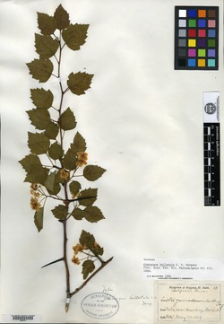 Image of Crataegus bellatula