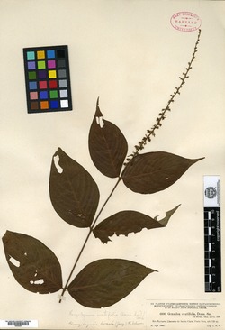 Image of Gonzalagunia ovatifolia