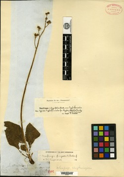 Image of Saxifraga claytoniifolia