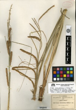 Carex seatoniana image