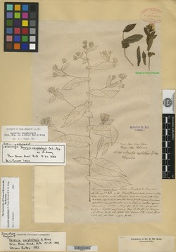 Acourtia carpholepis image