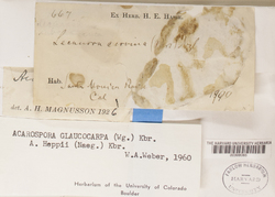 Acarospora glaucocarpa image