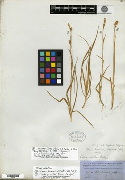 Image of Carex albida