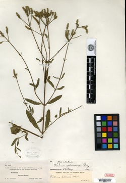 Image of Verbena sphaerocarpa