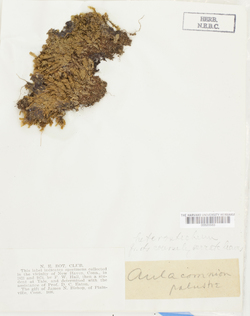 Aulacomnium palustre image