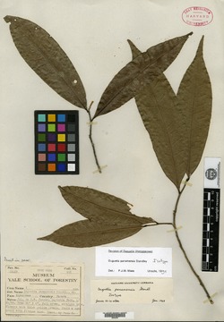 Image of Duguetia panamensis
