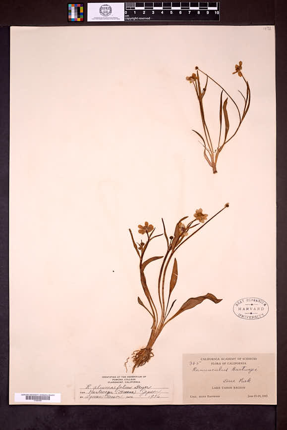 Ranunculus alismifolius var. hartwegii image