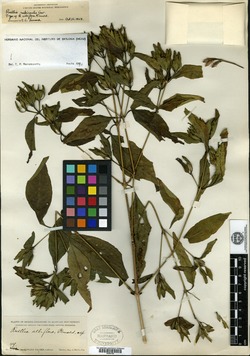 Ruellia albiflora image