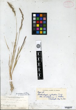 Muhlenbergia sylvatica var. setiglumis image