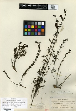 Image of Seymeria decurva