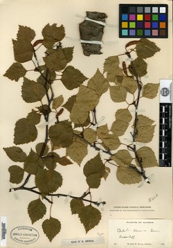 Betula kenaica image